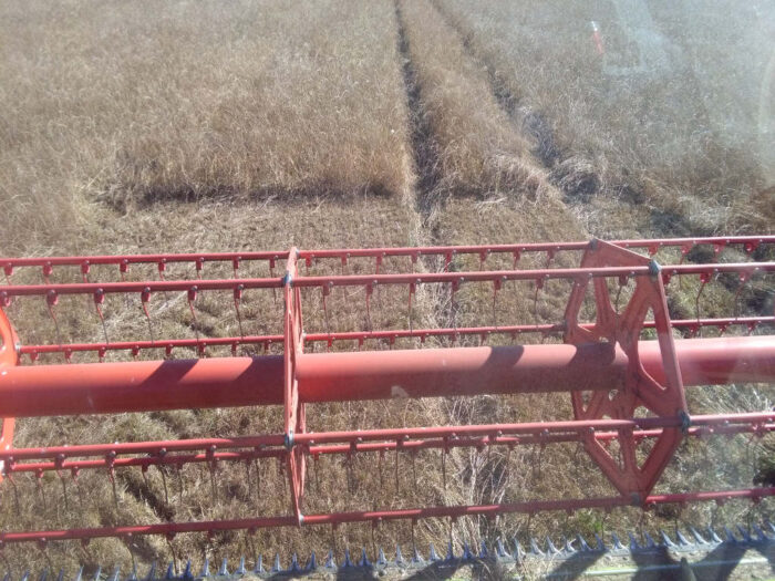 życica wielokwiatowa, zbiór, kombjan