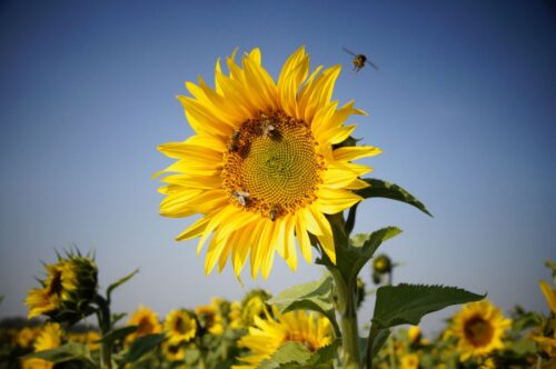 akcja adoptuj pszczołę, pszczoły, pszczelarstwo, pszczele rodziny, pasieka