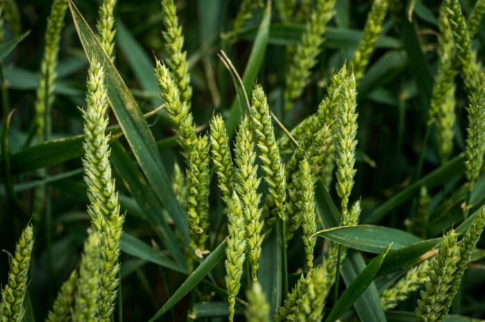 pszenica, zbiory pszenicy, produkcja pszenicy, zapasy pszenicy, podaż pszenicy