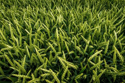 pszenica, zbiory pszenicy, eksport pszenicy, zboża, rynek zbóż, handel zbożem