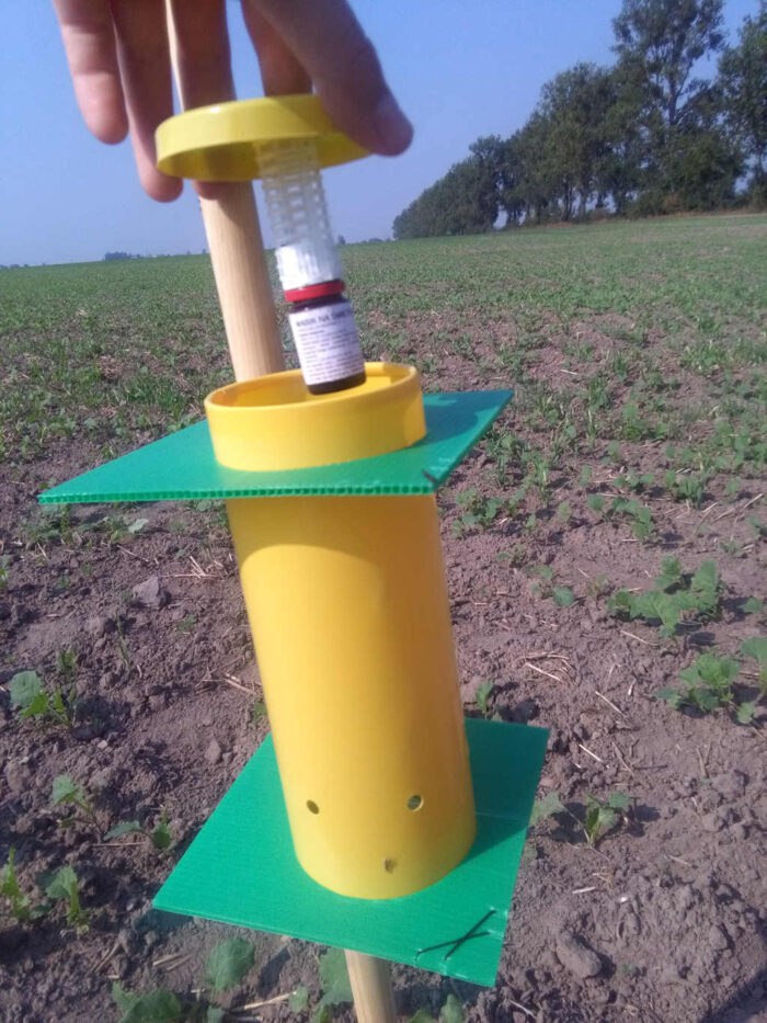 pułapka feromonowa, śmietka kapuściana