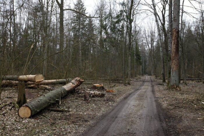 Puszcza Białowieska, ministrer środowiska, wycinka drzew, puszcza