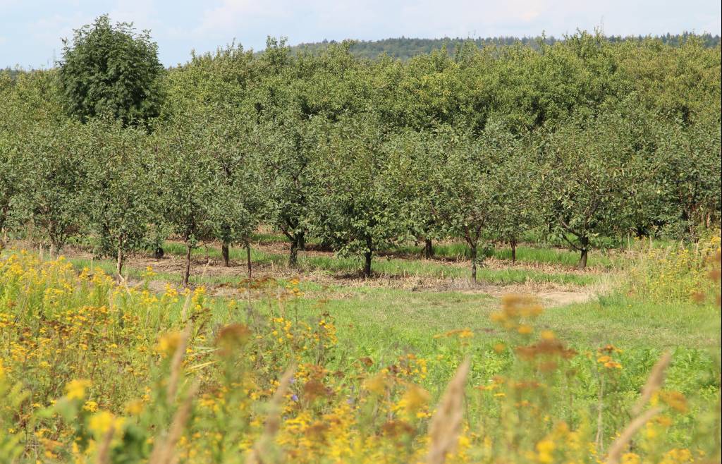 produkcja biopaliw, projekt Europruning, Arkadiusz Dyjakon, Instytut Inżynierii Rolniczej na Uniwersytecie Przyrodniczym