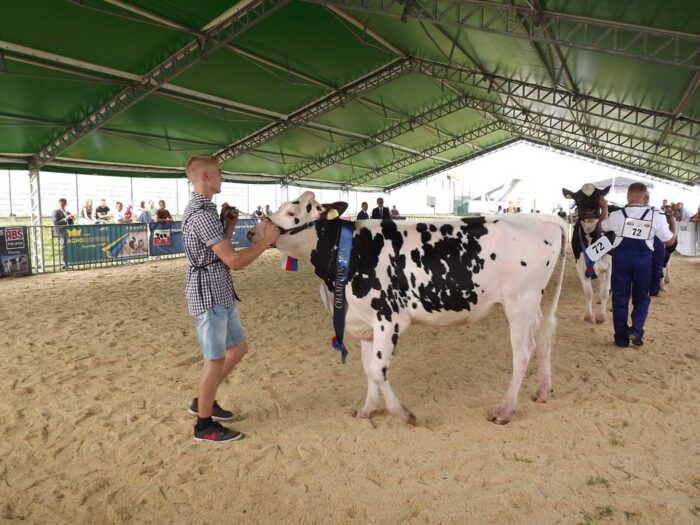 Siedlce, bydło, wystawa, XXIII Międzynarodowe Dni z Doradztwem Rolniczym, XI Regionalna Wystawa Zwierząt Hodowlanych