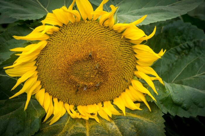 rośliny oleiste, rzepak, słonecznik, plonowanie, mars