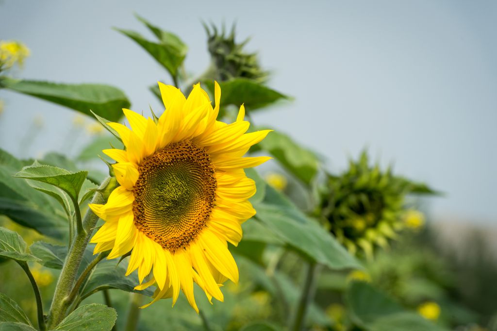 słonecznik, produkcja słonecznika, podaż słonecznika, przerób słonecznika, zapasy słonecznika