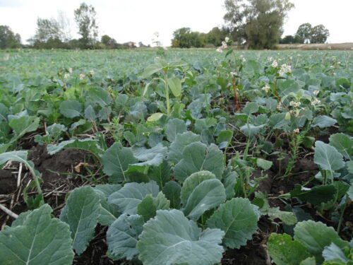 uprawa słonecznika, słonecznik na ziarno, andrzej schodowski, Cedrob Pasze