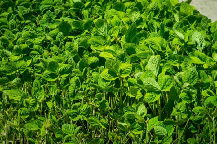 soja, rośliny oleiste, zbiory soi, produkcja soi, przerób soi, zapasy soi