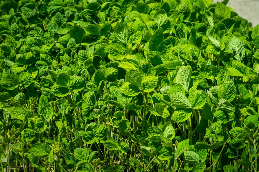 soja, rośliny oleiste, zbiory soi, produkcja soi, przerób soi, zapasy soi