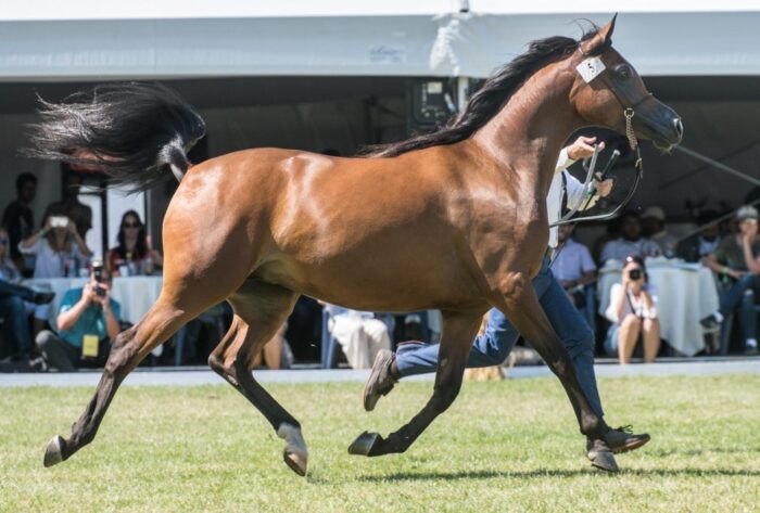 Stadnina koni w Janowie Podlaskim, janów podlaski, konie, anr
