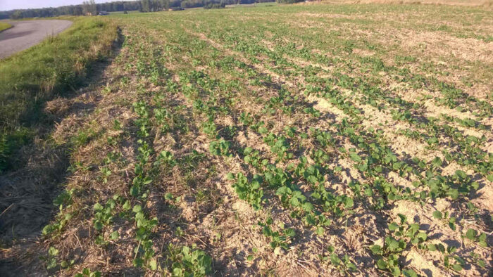 susza rolnicza, niedobory wody, Anna Wenda-Piesik, Magdalena Ostapiak