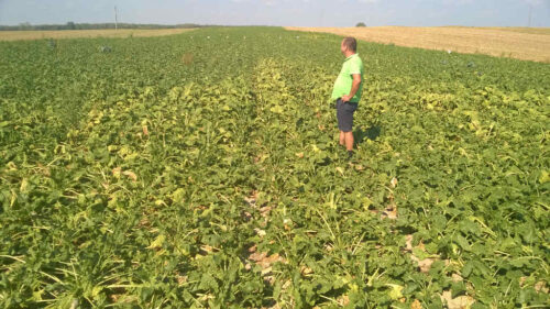 buraki cukrowe, susza, plantacje, Sahryń, Zamojszczyzna