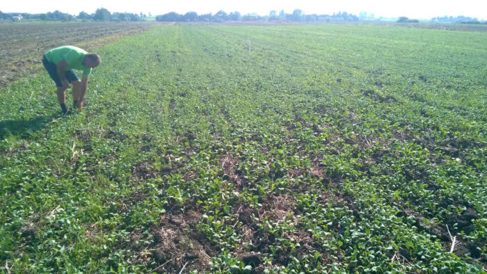 międzyplony ścierniskowe