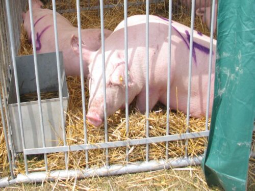 walka z asf w polsce, Polski Związek Rolny, trzoda chlewna