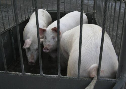 trzoda chlewna, ubój w gospodarstwie, świnie, przepisy, ubój zwierząt