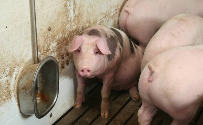 afrykański pomór świń, ASF, wirus, Zygmunt Pejsak, wirus ASF, trzoda chlewna