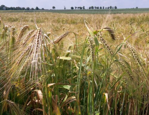 wir, raport, rynek zbóż, zboże