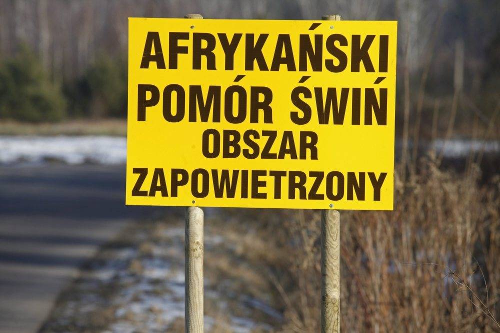 afrykański pomór świń, ASF, wirus, podlaskie, trzoda chlewna, wieprzowina, świnie