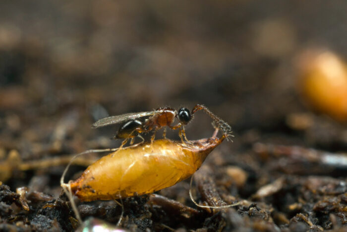 Trichopria drosophilae