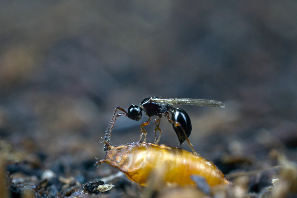 Trichopria drosophilae