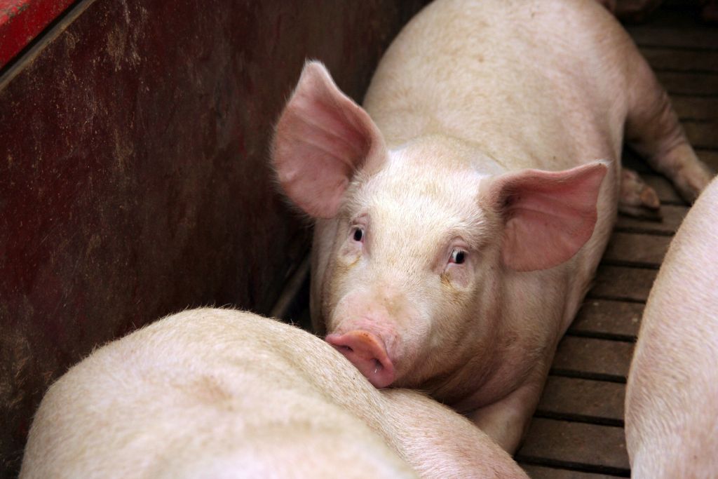 tuczniki, cena tuczników, wieprzowina, mięso wieprzowe, tuczniki w Niemczech, VEZG, żywiec wieprzowy, świnie