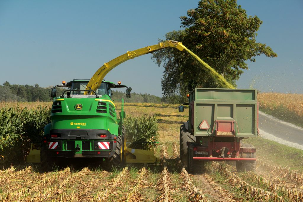 warsztaty kukurydziane, Grubno, prezentacja odmian