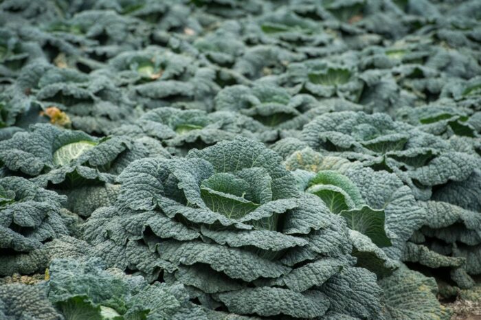 promocja żywność, żywność, produkt polski, sławomir izdebski, Andrzej Gantner