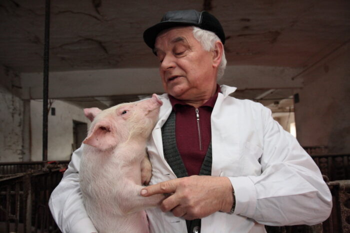 weterynaria, lekarze weterynarii, asf, ewa lech, rejestracja zwierząt