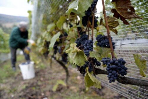 winnice, podkarpacie, ewa wawro, fundacja Galicja Vitis, enoturystyka