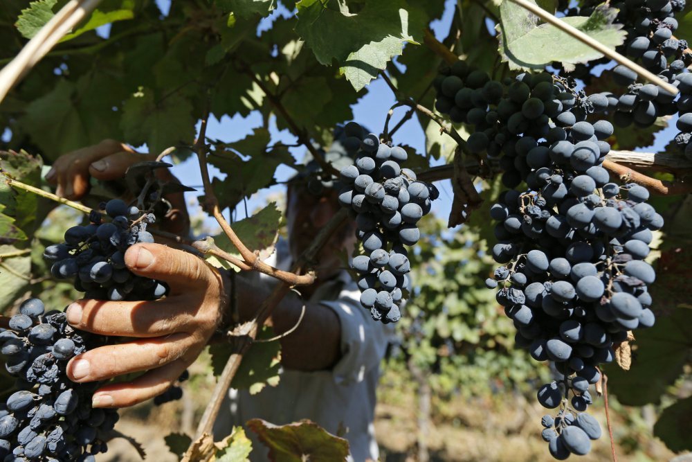 bułgaria, wino, winnice, produkcja wina, Desislava Taneva