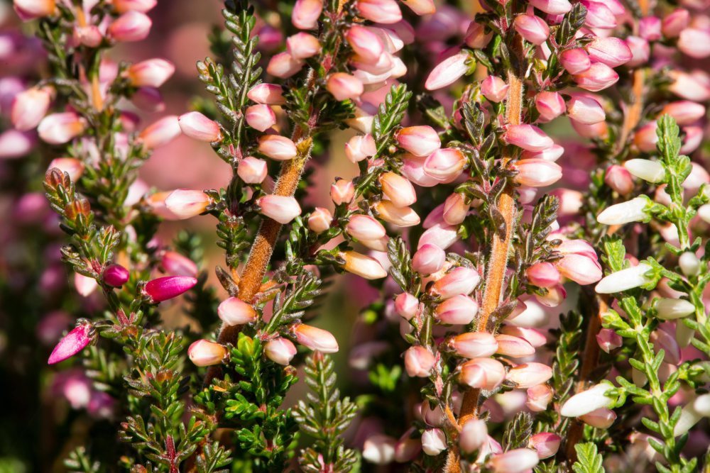 miód, miód wrzosowy wrzos, dolny śląsk, pszczoły, pszczelarstwo