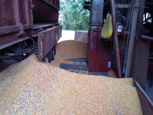 kukurydza, ziarno kukurydzy, magazyn