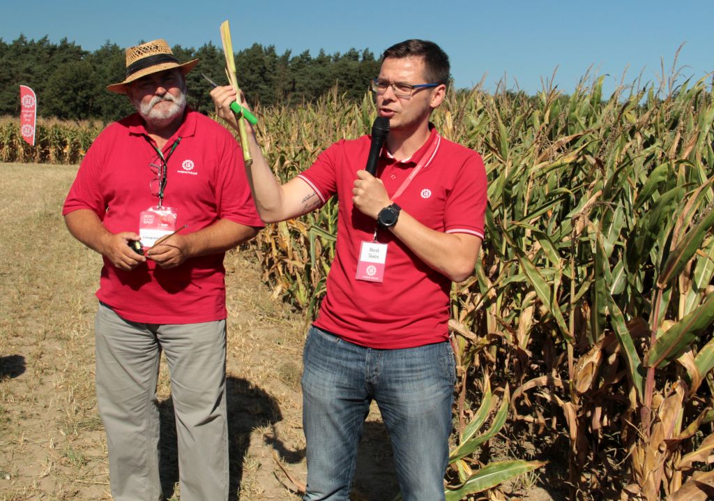 wysokość cięcia kukurydzy, koszenie
