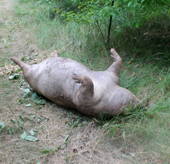 świnie, trzoda chlewna, zakopywanie padłych świń, główny lekarz weterynarii