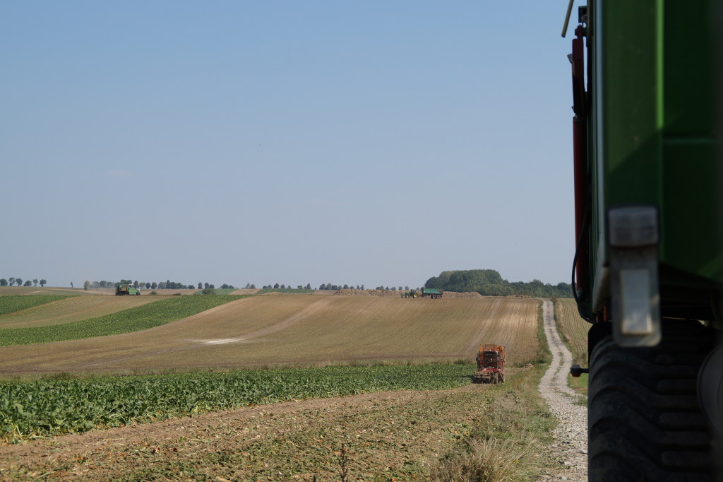 kombajn, buraki, zbiór, Brodzica