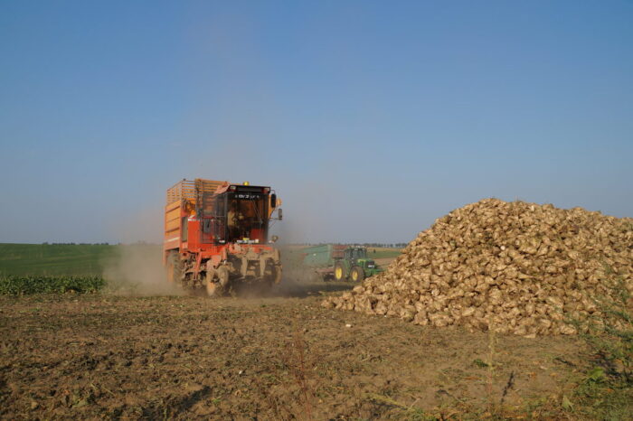 kombajn, buraki, zbiór, Brodzica