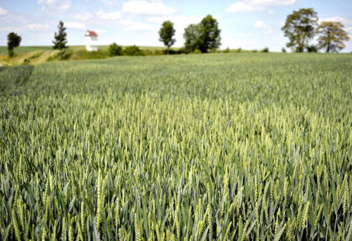 zboza_zbiory_prognozy_ierigz