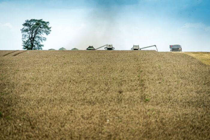 zboża, bilans zbożowy, usda, pszenica, kukurydza, produkcja zbóż