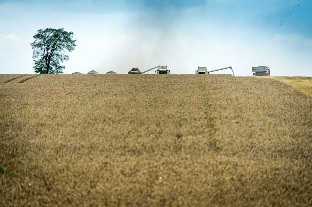 zboża, bilans zbożowy, usda, pszenica, kukurydza, produkcja zbóż