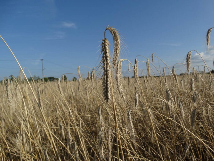 zboża, zbiory zbóż, produkcja zbóż, pszenica, jęczmień, żyto