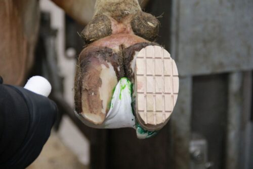 aplikacja, racice, bydło mleczne