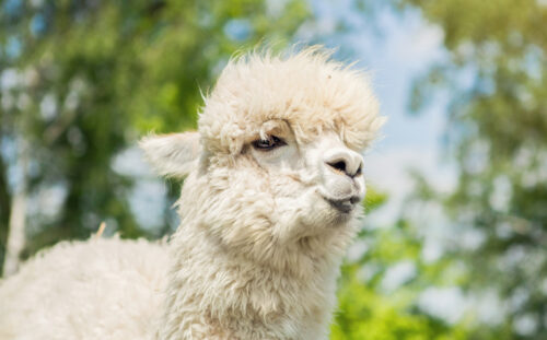 alpaki gruźlica zagrożenie ludzie