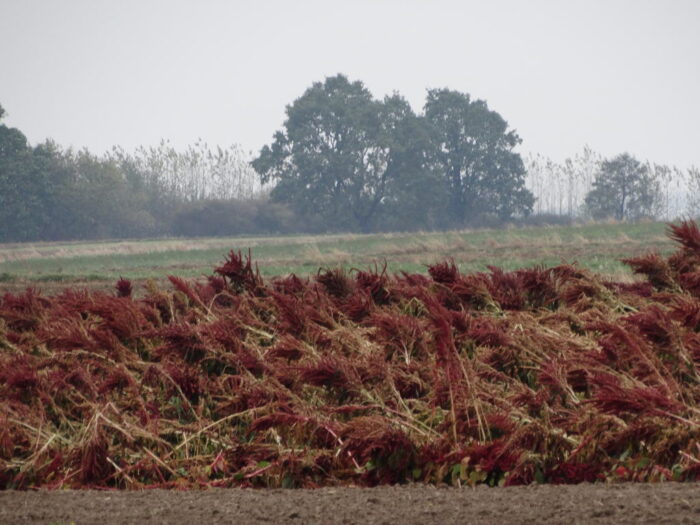 amaranthus, szrałt