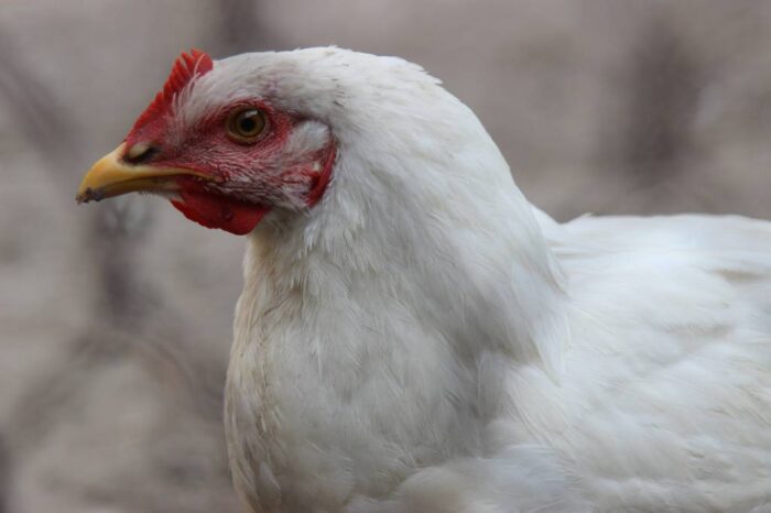 szkolenie, drób, hodowla brojlerów, Indykpol, Mobilny System Chowu Indykpolu