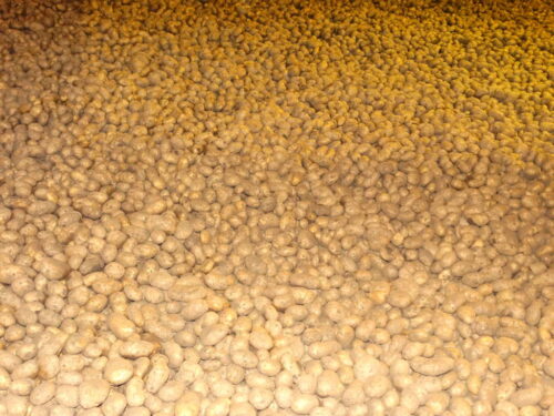 ziemniak, bulwy, pryzma