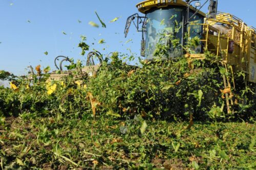 cukier, produkcja cukru, buraki cukrowe, uprawa buraka cukrowego, ierigż