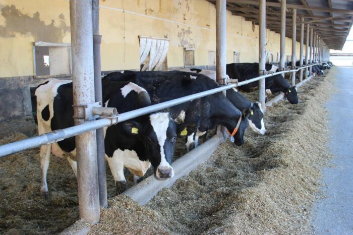 SGGW, naukowcy SGGW, badania, bydło, żywność