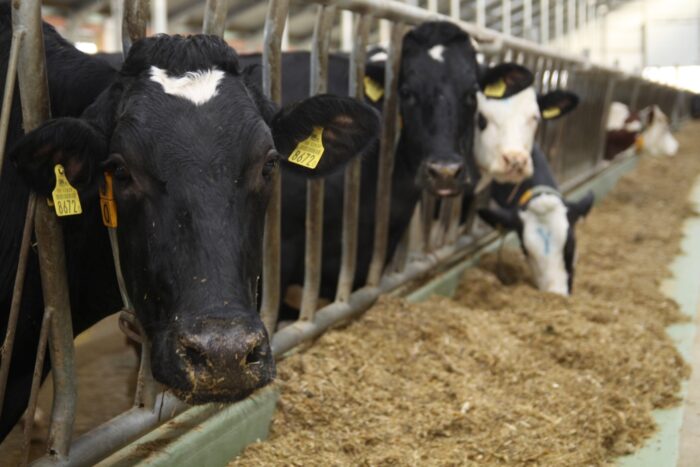 Unia Europejska, choroby, gruźlica, bruceloza