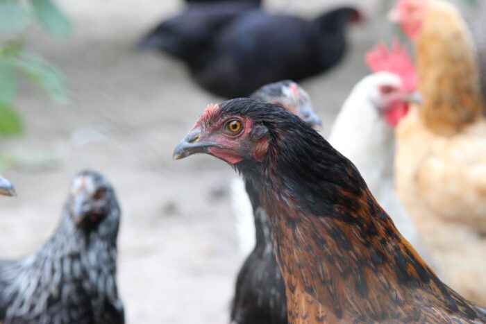 drób, ceny drobiu, eksport drobiu, handel drobiem