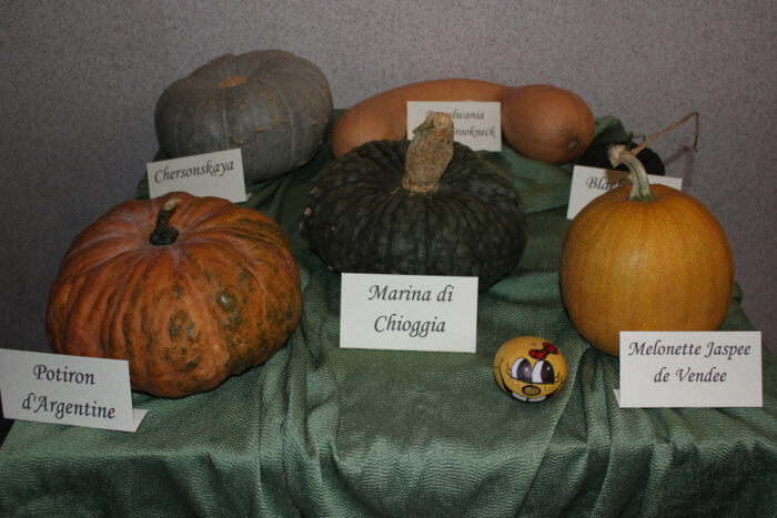 dynia, wystawa, Werbkowice